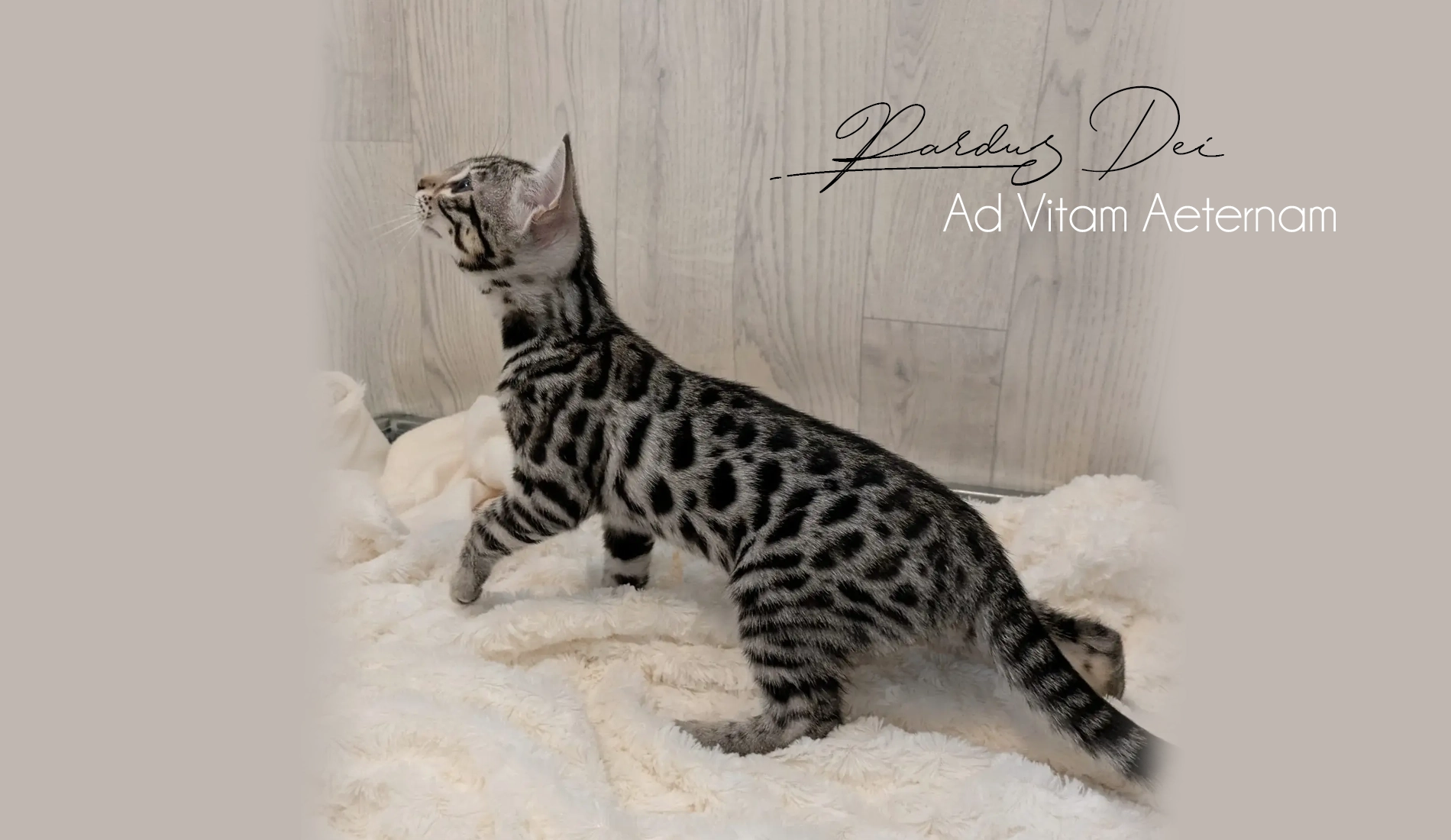 Chat Bengal